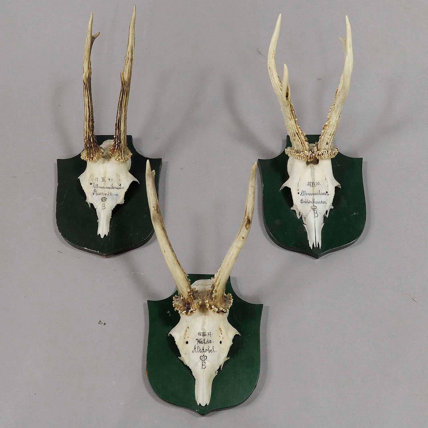 a set of six antique black forest deer trophies on wooden plaques. remaining from the stately home of palace salem in south germany. all trophies were shot by members of the family of margrave maximilian of baden. handwritten inscriptions on the