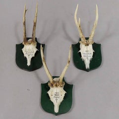 Great Deer Trophies on Plaques from Palace Salem, Germany