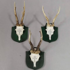 Great Deer Trophies on Plaques from Palace Salem, Germany