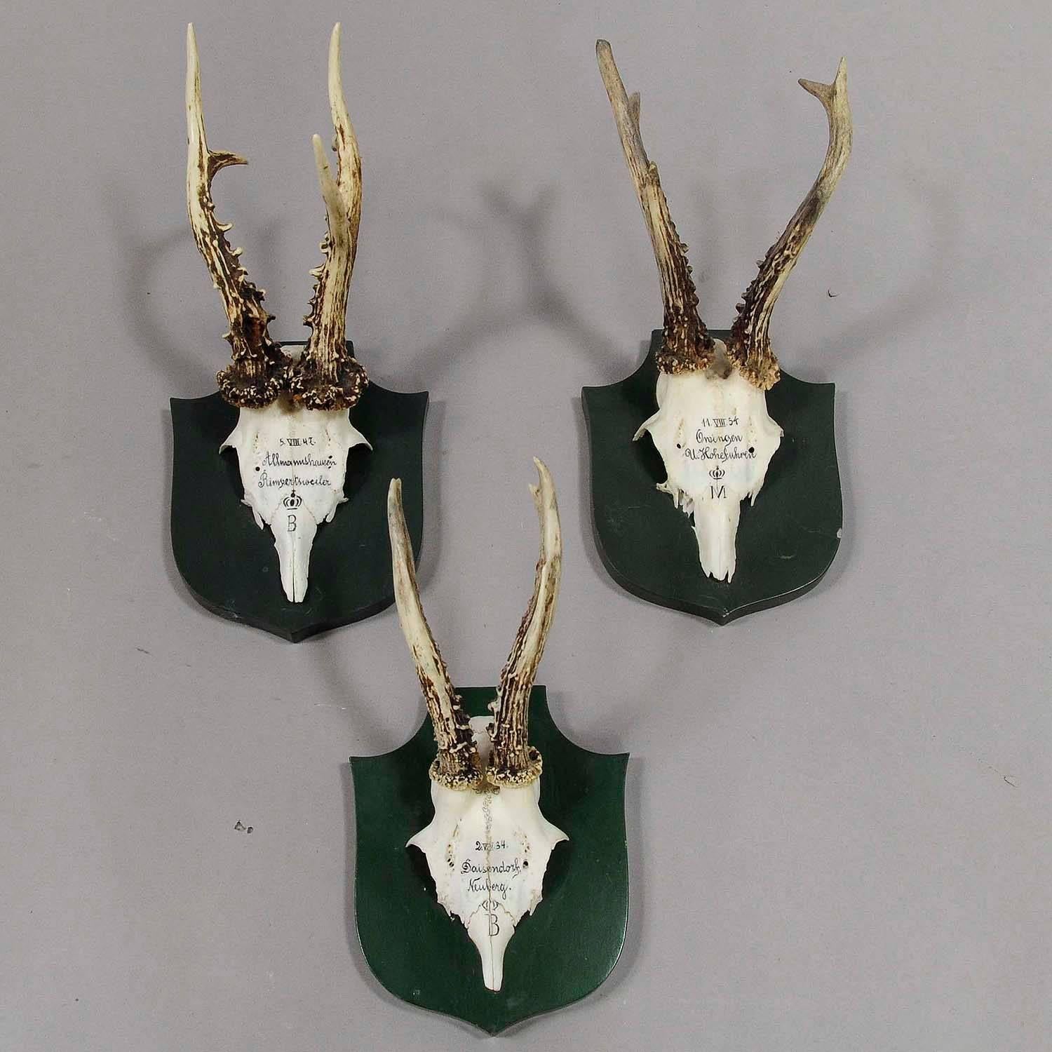Rustic Great Deer Trophies on Plaques from Palace Salem, Germany