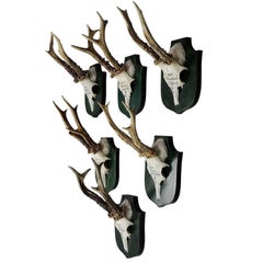 Great Deer Trophies on Plaques from Palace Salem, Germany