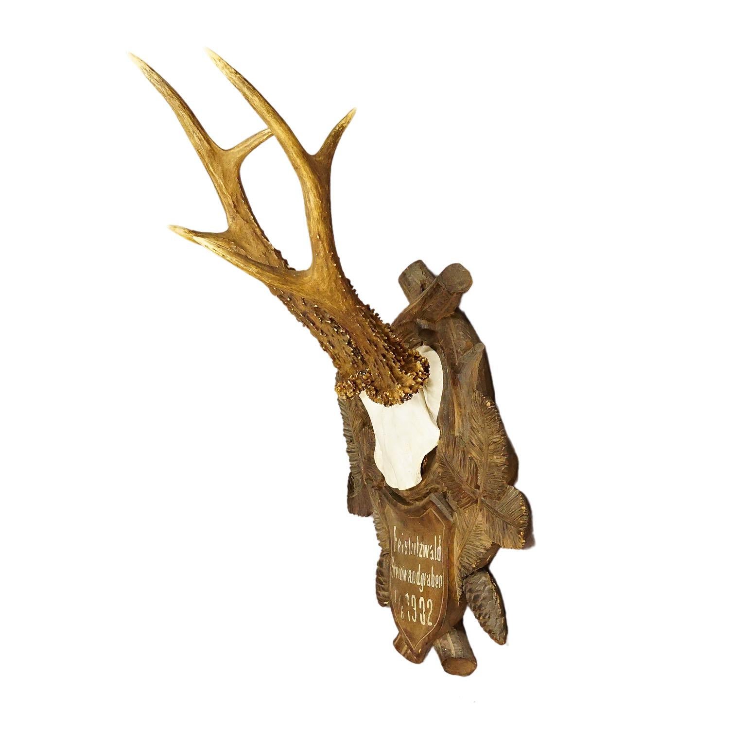 Great Deer Trophy Mount on Wooden Carved Plaque 1902

A large antique deer (Capreolus capreolus) trophy on a wooden carved plaque with light brown finish. The trophy was shot in 1902. Good condition with handpainted inscription on the