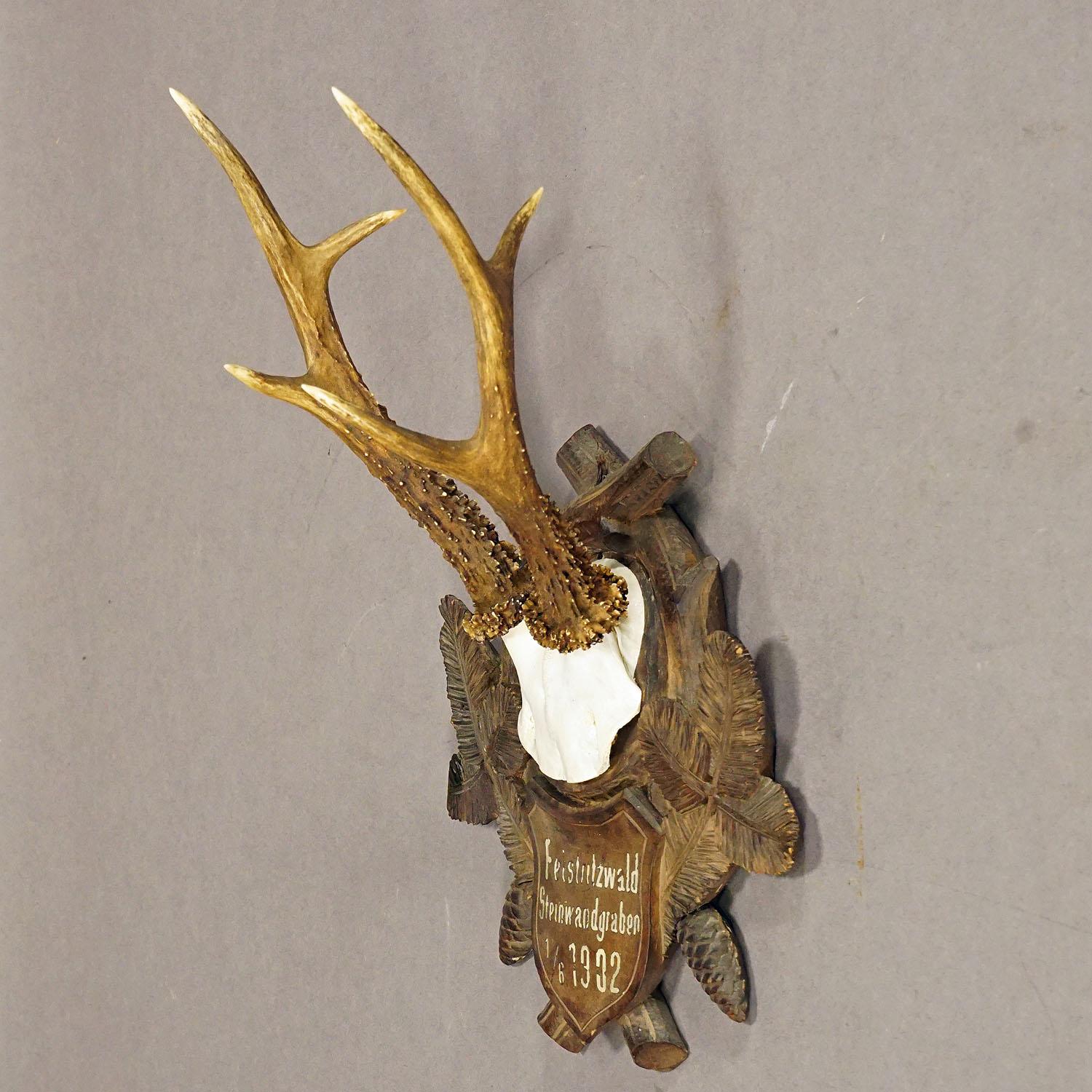 Rustique Grand trophée de cerf sur plaque en bois sculpté 1902 en vente