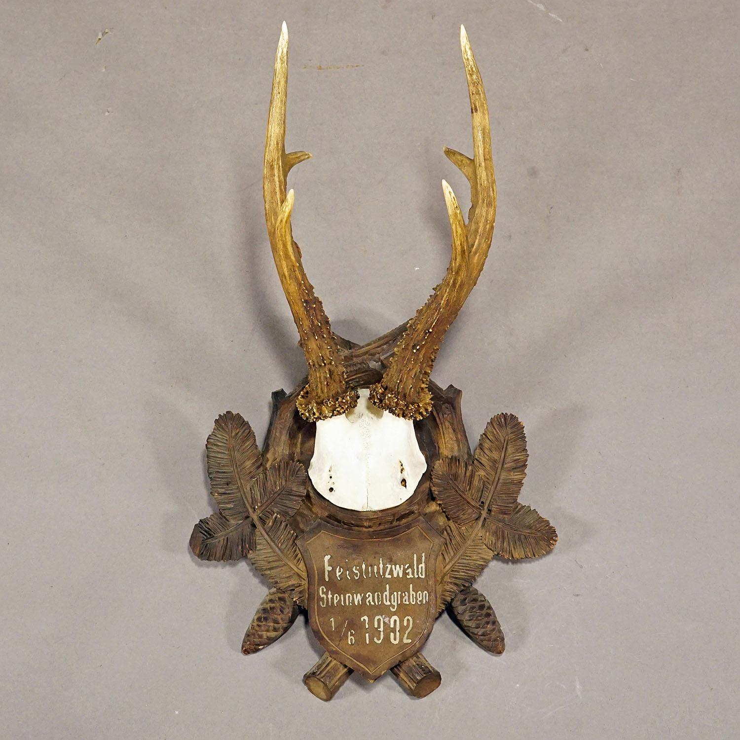 Große Hirsch-Trophäe-mount auf geschnitzter Holzplakette 1902 (Deutsch) im Angebot