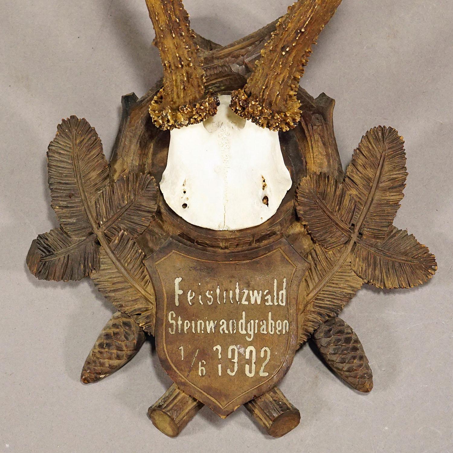 Große Hirsch-Trophäe-mount auf geschnitzter Holzplakette 1902 im Zustand „Gut“ im Angebot in Berghuelen, DE