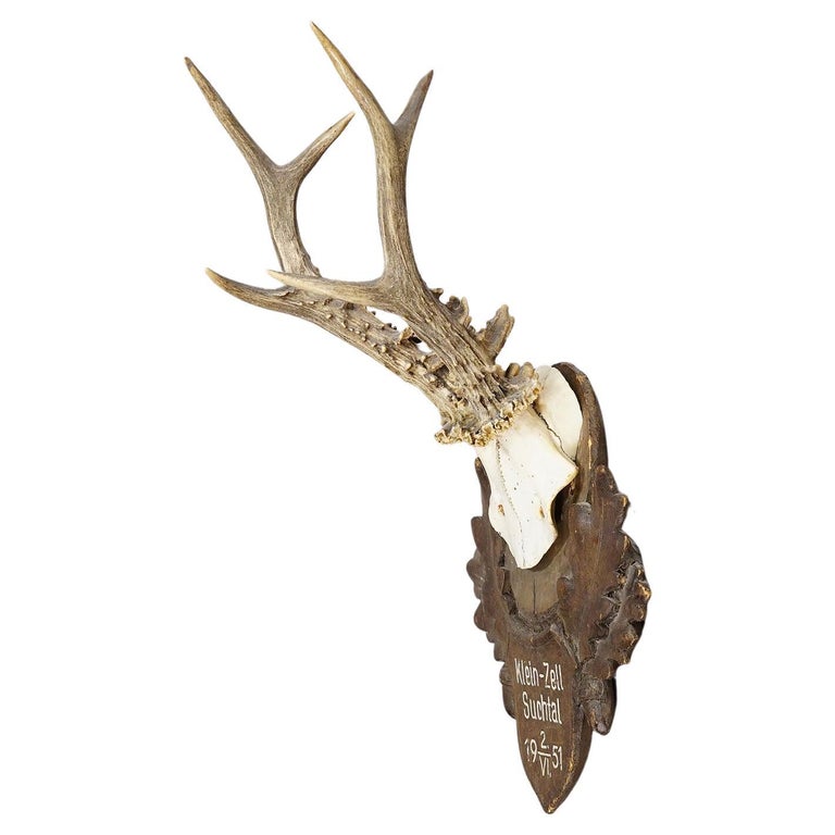 Great Deer Trophy Mount on Wooden Carved Plaque 1951 For Sale at 1stDibs