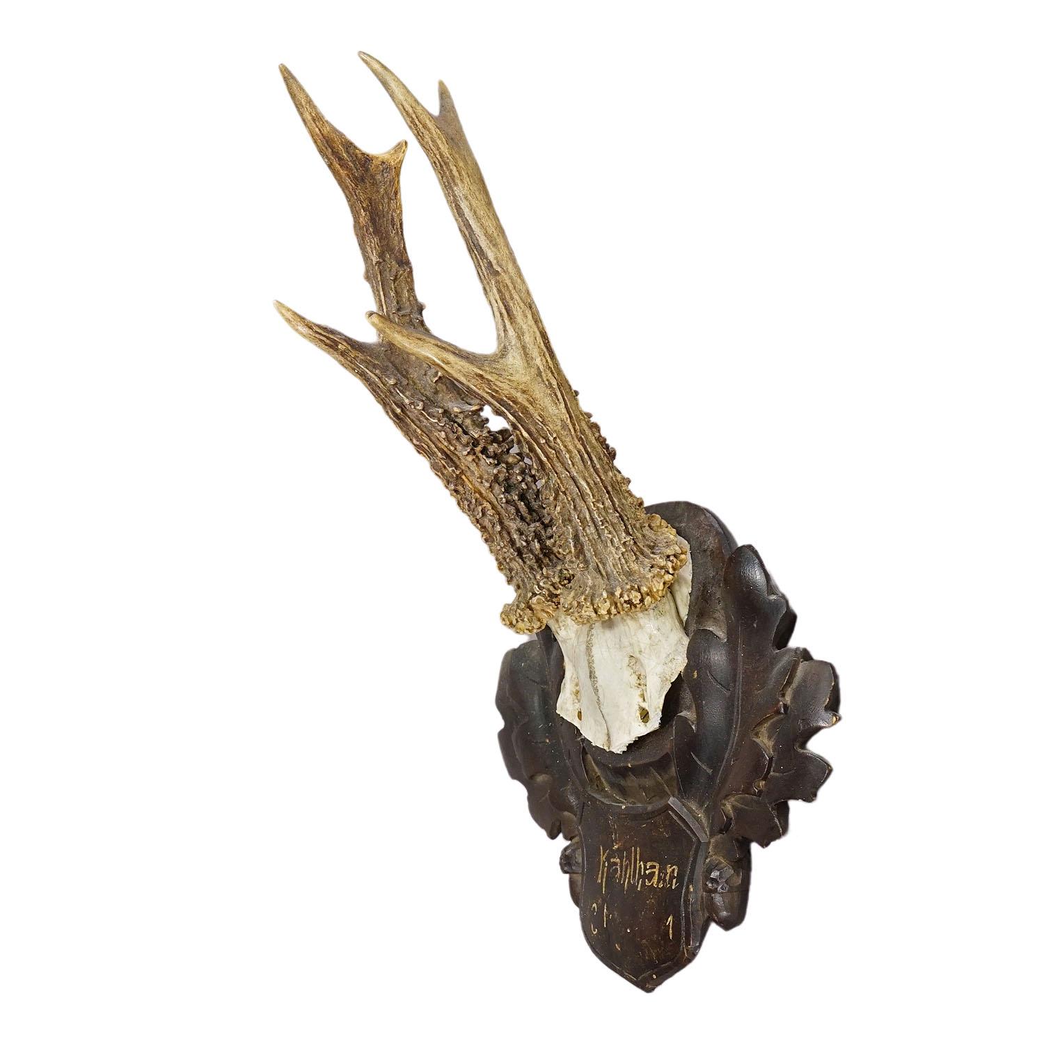 Great Deer Trophy Mount on Wooden Carved Plaque ca. 1900s

A large antique deer (Capreolus capreolus) trophy on a wooden carved plaque with dark brown finish. The trophy was shot in the late 19th century. Good condition with rests of the