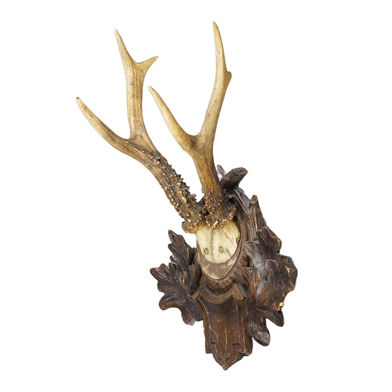 Great Deer Trophy Mount on Wooden Carved Plaque circa 1900s.

A large antique deer (Capreolus capreolus) trophy on a wooden carved plaque with dark brown finish. The trophy was shot in the late 19th century. Good condition.

Trophies are