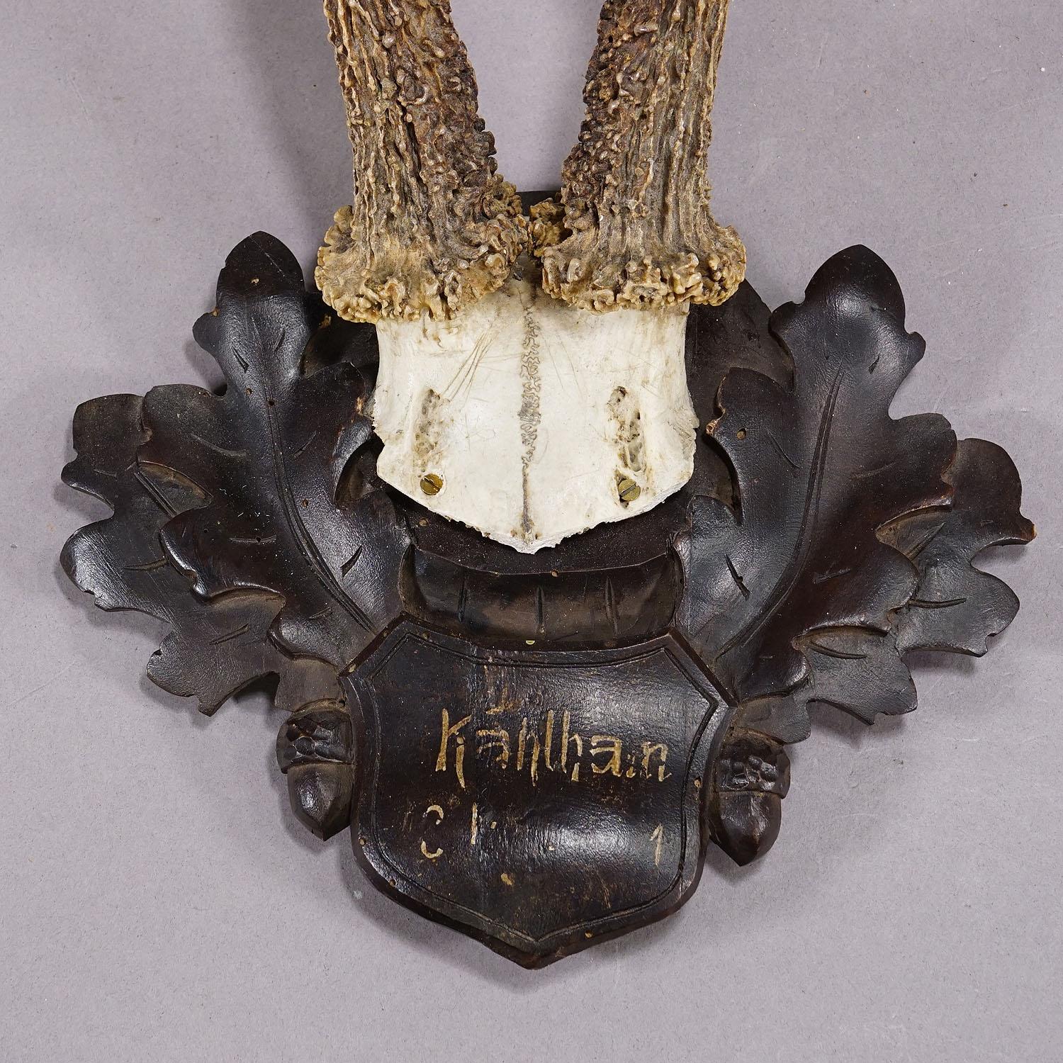 Rustic Great Deer Trophy Mount on Wooden Carved Plaque ca. 1900s