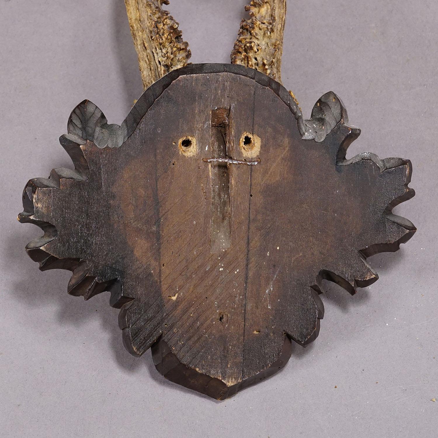 German Great Deer Trophy Mount on Wooden Carved Plaque ca. 1900s