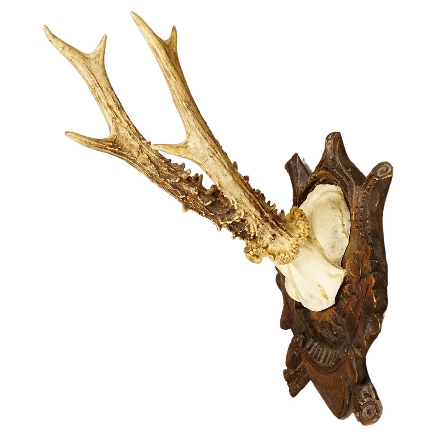 Dekorative antike Hörner einer Rappenantilope