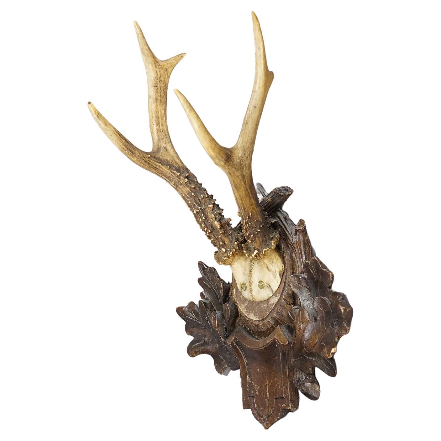 Great Deer Trophy Mount on Wooden Carved Plaque, circa 1900s For Sale