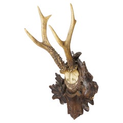 Great Deer Trophy Mount on Wooden Carved Plaque, circa 1900s