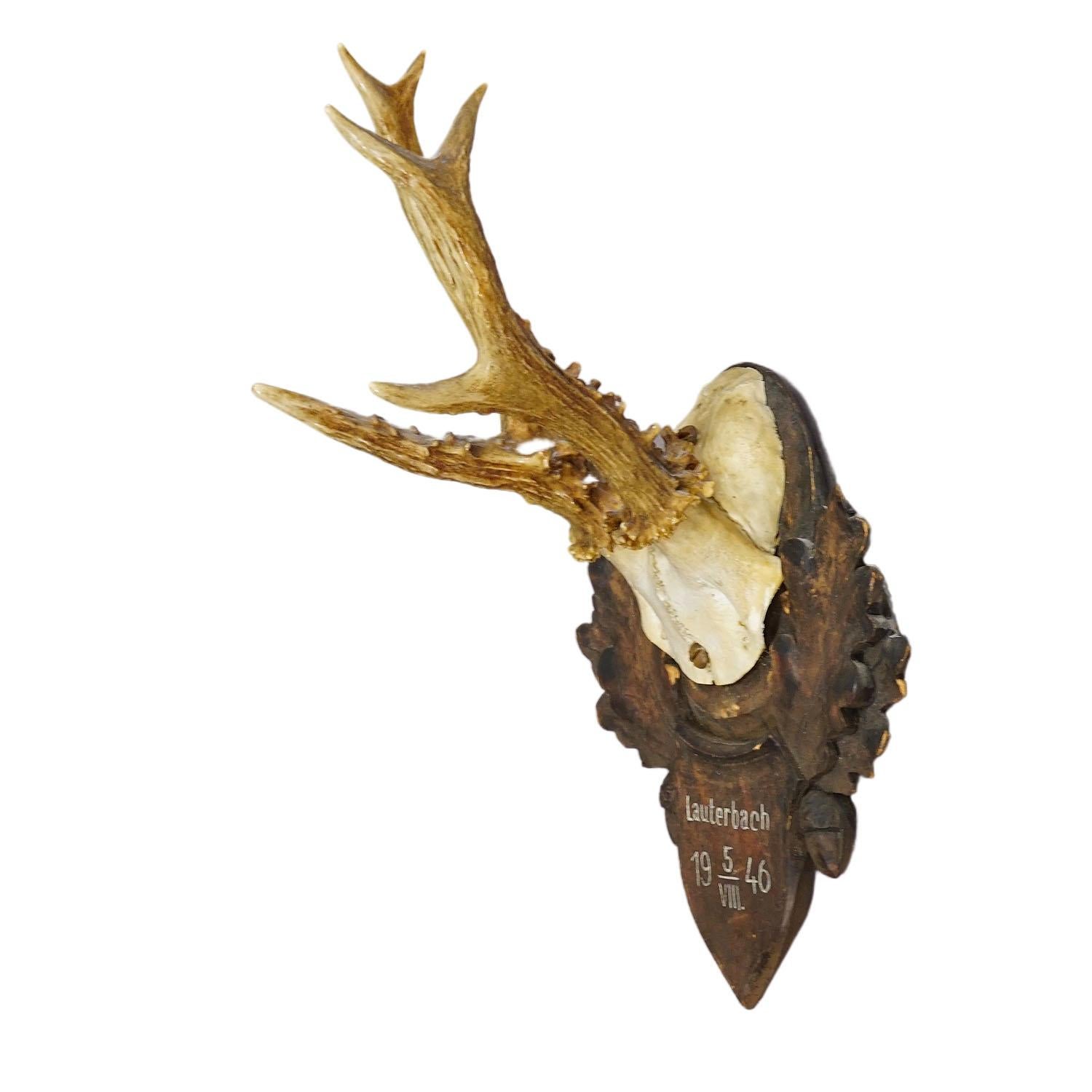 Great Deer Trophy Mount on Wooden Carved Plaque ca. 1946

A large antique deer (Capreolus capreolus) trophy on a wooden carved plaque with dark brown finish. The trophy was shot in 1946. Good condition with handpainted inscription on the
