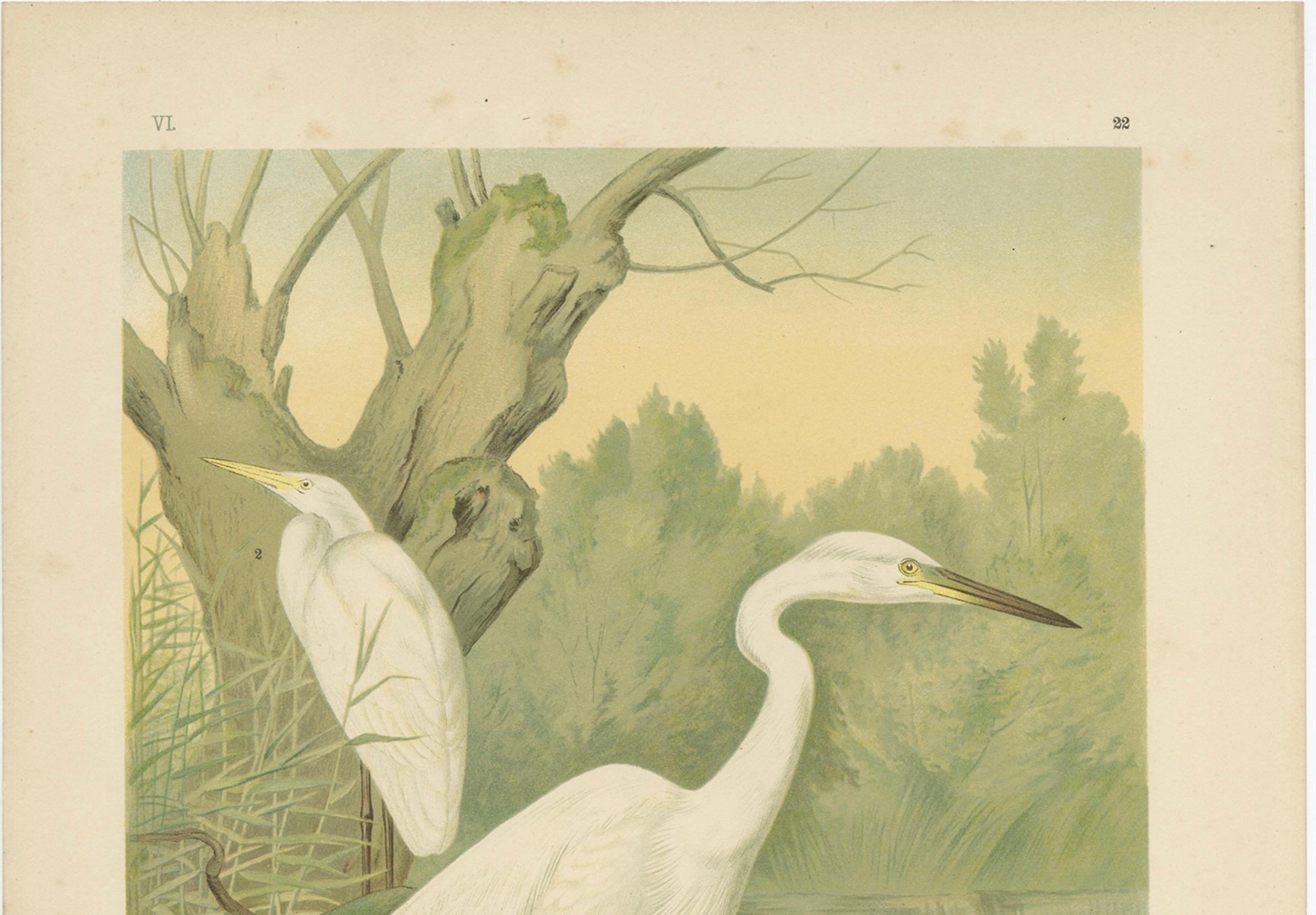 Great Egret by E. de Maes, Antique Bird Lithograph Herodias alba c.1900

This elegant chromolithograph, printed circa 1900, features a stunning depiction of the *Herodias alba* (now commonly referred to as *Ardea alba*), the Great Egret, known in
