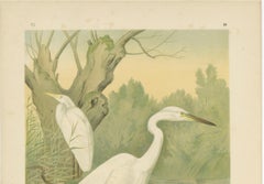 Great Egret or White Heron, Elegant German Ornithology Print c.1985