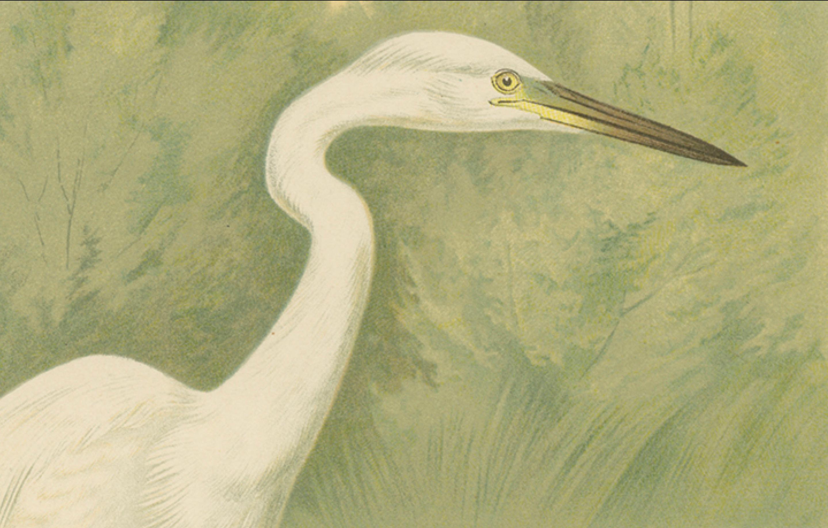Great Egret or White Heron, Elegant German Ornithology Print c.1985 In Good Condition For Sale In Langweer, NL