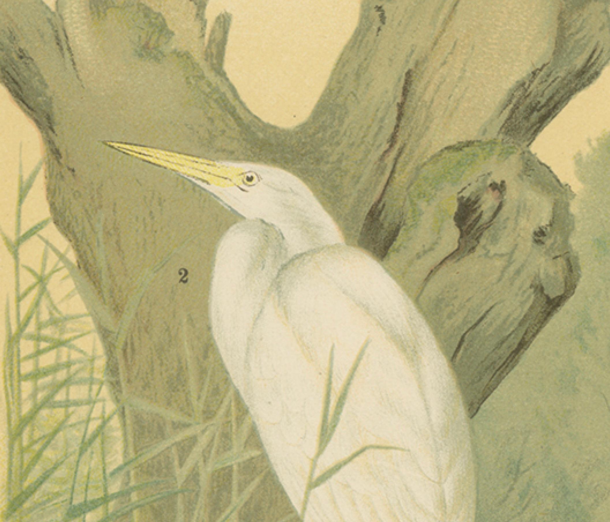 19th Century Great Egret or White Heron, Elegant German Ornithology Print c.1985 For Sale