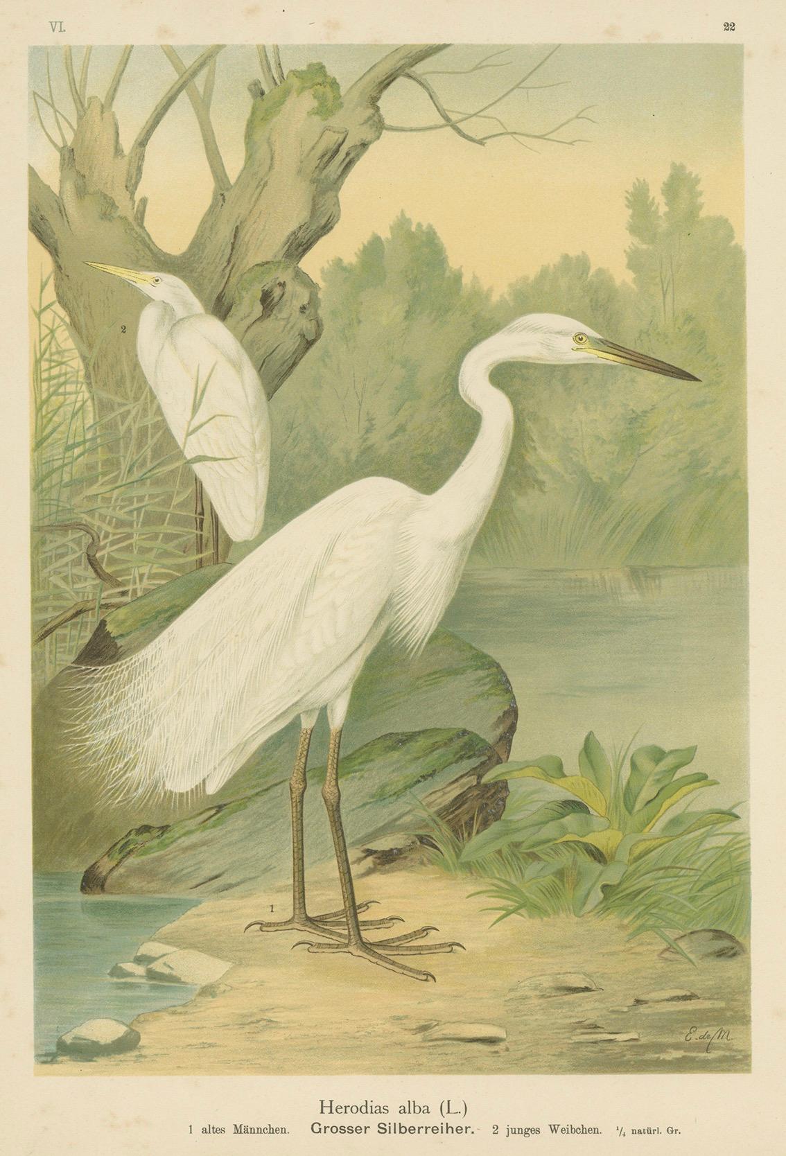 Great Egret or White Heron, Elegant German Ornithology Print c.1985 For Sale 1