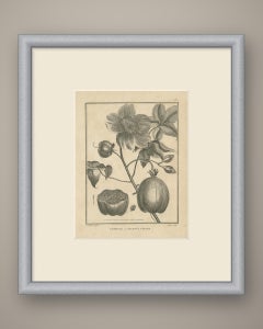 Großblütiger Seidenbaum, antike botanische Tafel von Sonnerat, 1806
