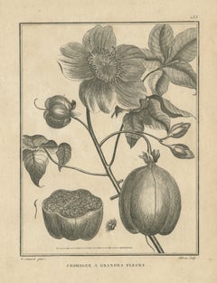 Großblütiger Seidenbaum, antike botanische Tafel von Sonnerat, 1806