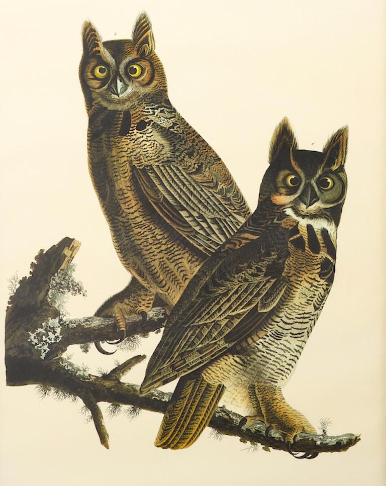 This is a stunning color lithograph of the “Great Horned Owl”, Plate 61 from the 1971-1972 “Amsterdam Audubon” edition of James John Audubon’s epic ornithological masterpiece, “The Birds of America”. 

In October 1971, employing the most faithful