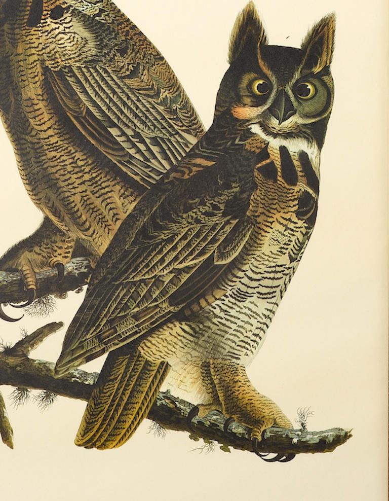 audubon great horned owl