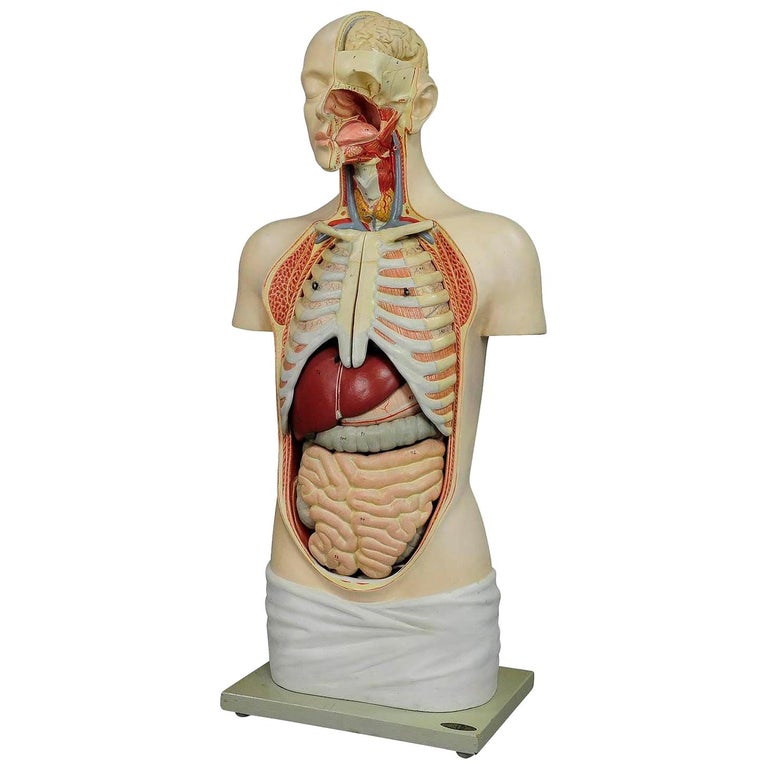 Great Male Anatomical Bust by Louis M. Meusel, circa 1920 For Sale
