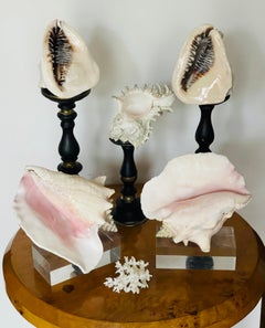 Great Sea Shells Selection on Stands