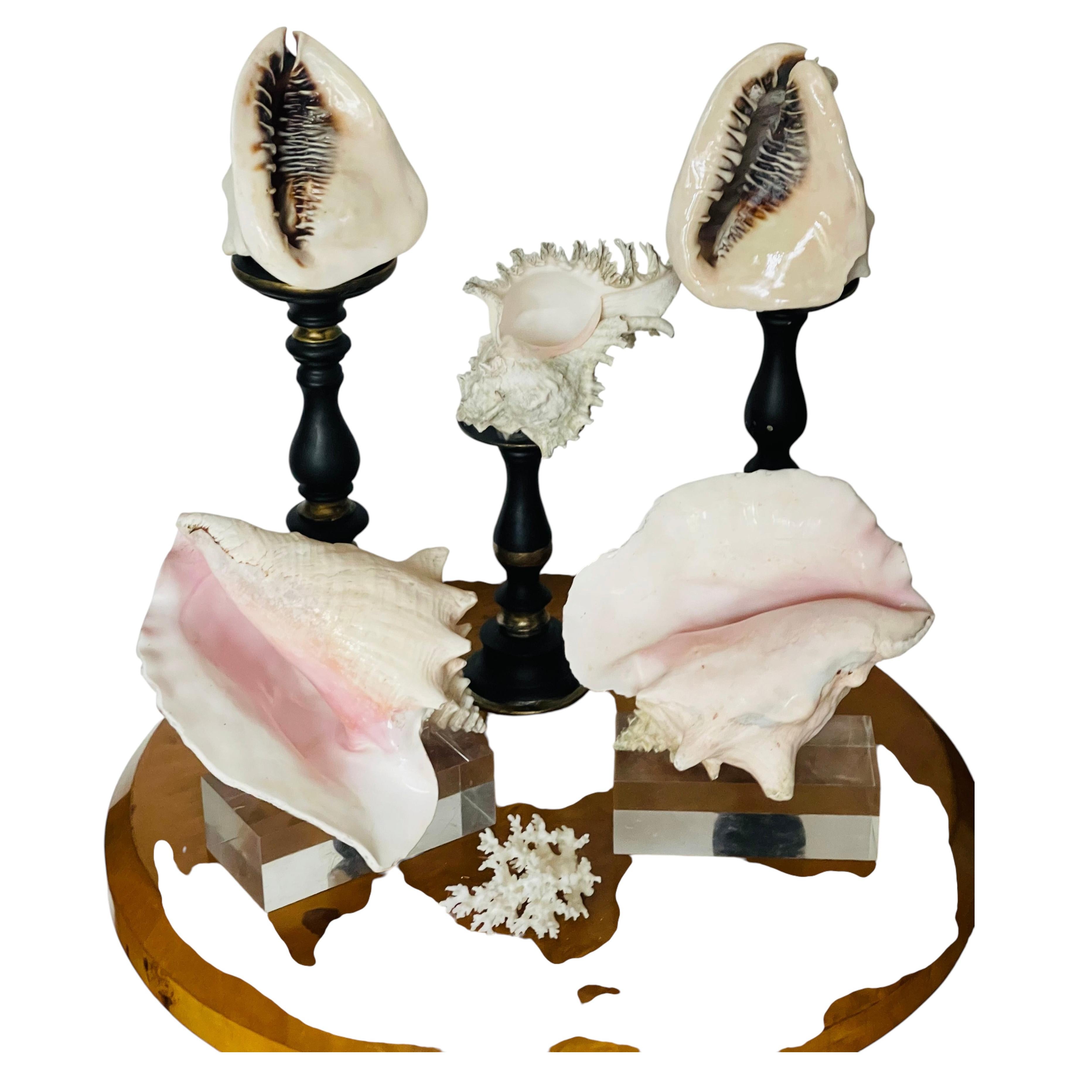 Great Sea Shells Selection on Stands