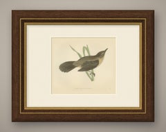 Great Sedge Warbler or Great Reed Warbler Clinging to a Reed, Morris, 1896