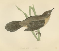 Great Sedge Warbler or Great Reed Warbler Clinging to a Reed, Morris, 1896
