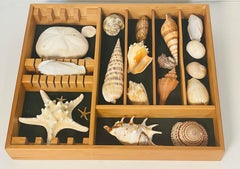 Great Selection Marine Natural History Specimens in Wood Tray