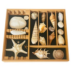 Great Selection Marine Natural History Specimens in Wood Tray