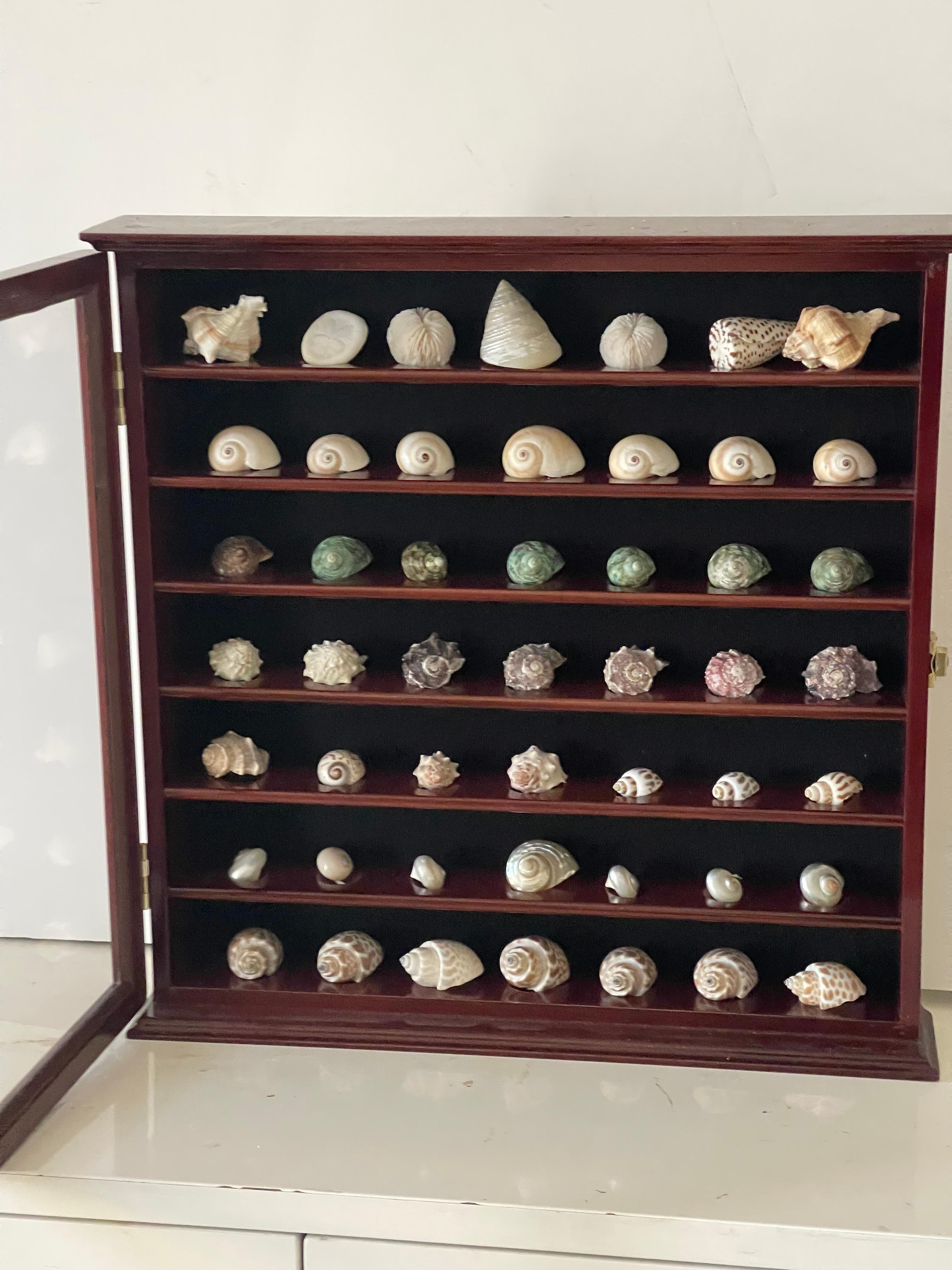 Gran Selección Colección Conchas Marinas en Vitrina en Bueno estado para la venta en Boca Raton, FL