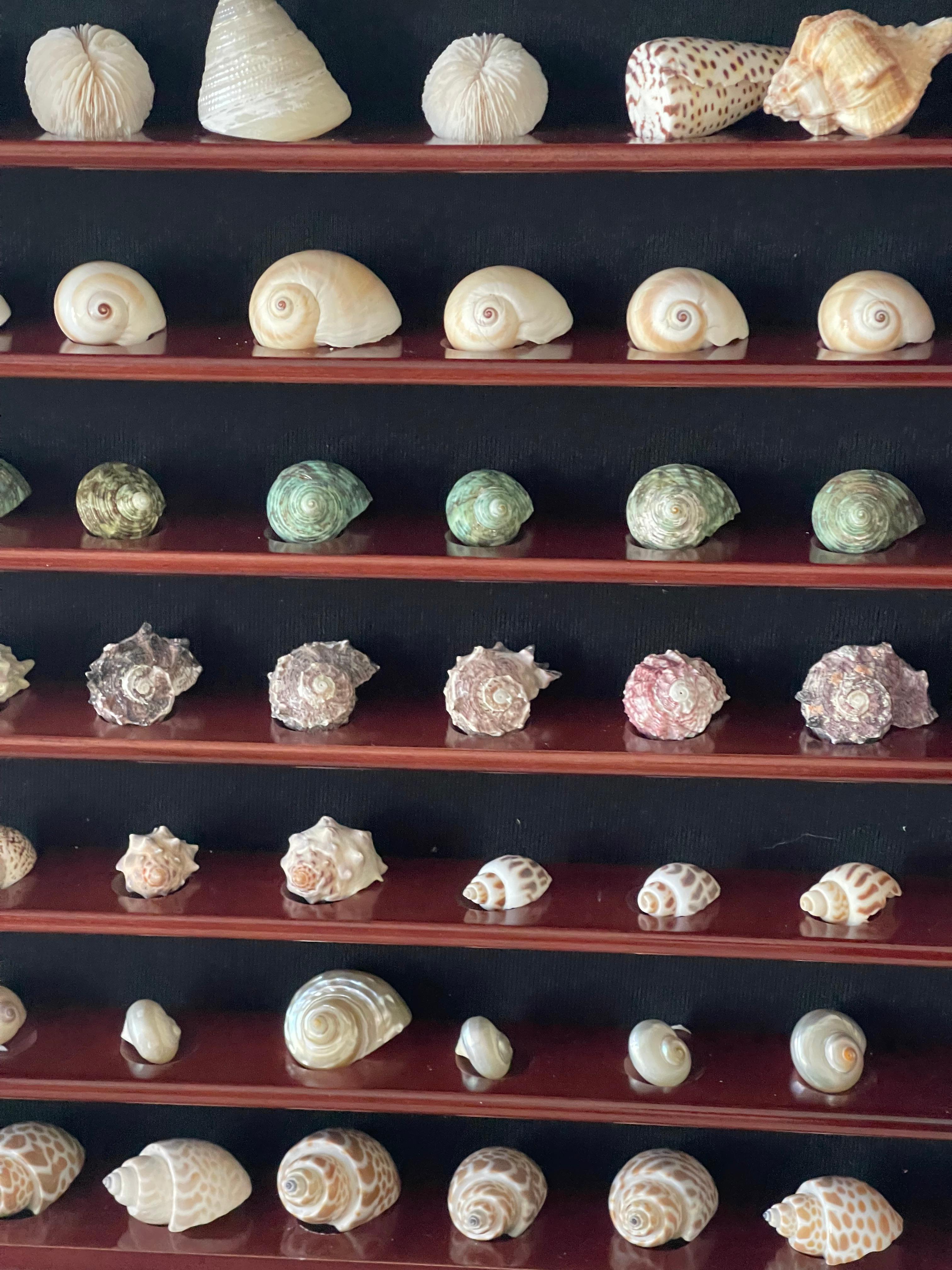 Gran Selección Colección Conchas Marinas en Vitrina finales del siglo XX en venta