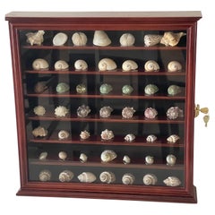 Große Auswahl an Muschel- und Muschelschalen-Kollektion in Vitrine