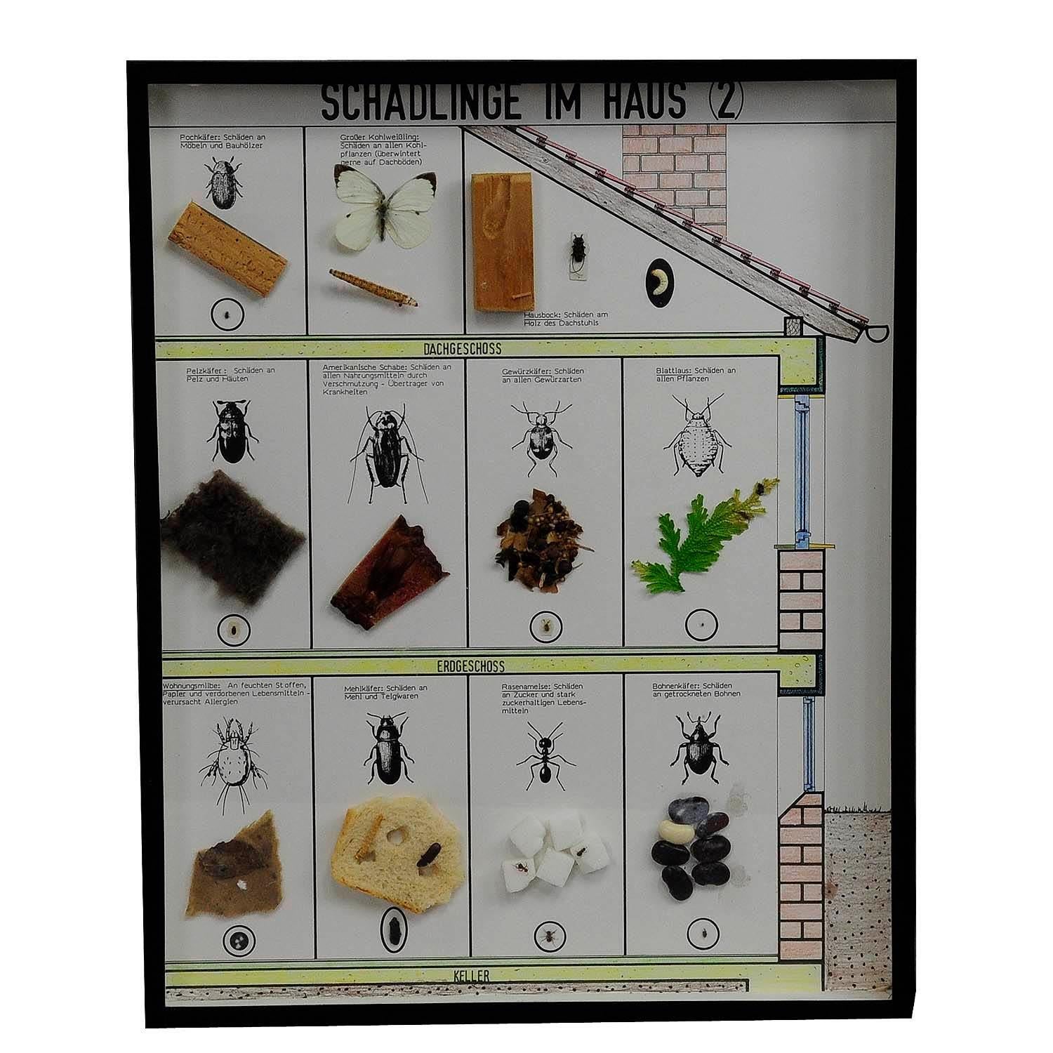 Great Vintage School Teaching Display of Household pests

A vintage school teaching showcase with household pests specimen behind glass. Used as teaching material in German schools ca. 1960.

artfour is an owner-managed trading company that sells