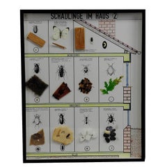 Great Vintage School Teaching Display of Household pests
