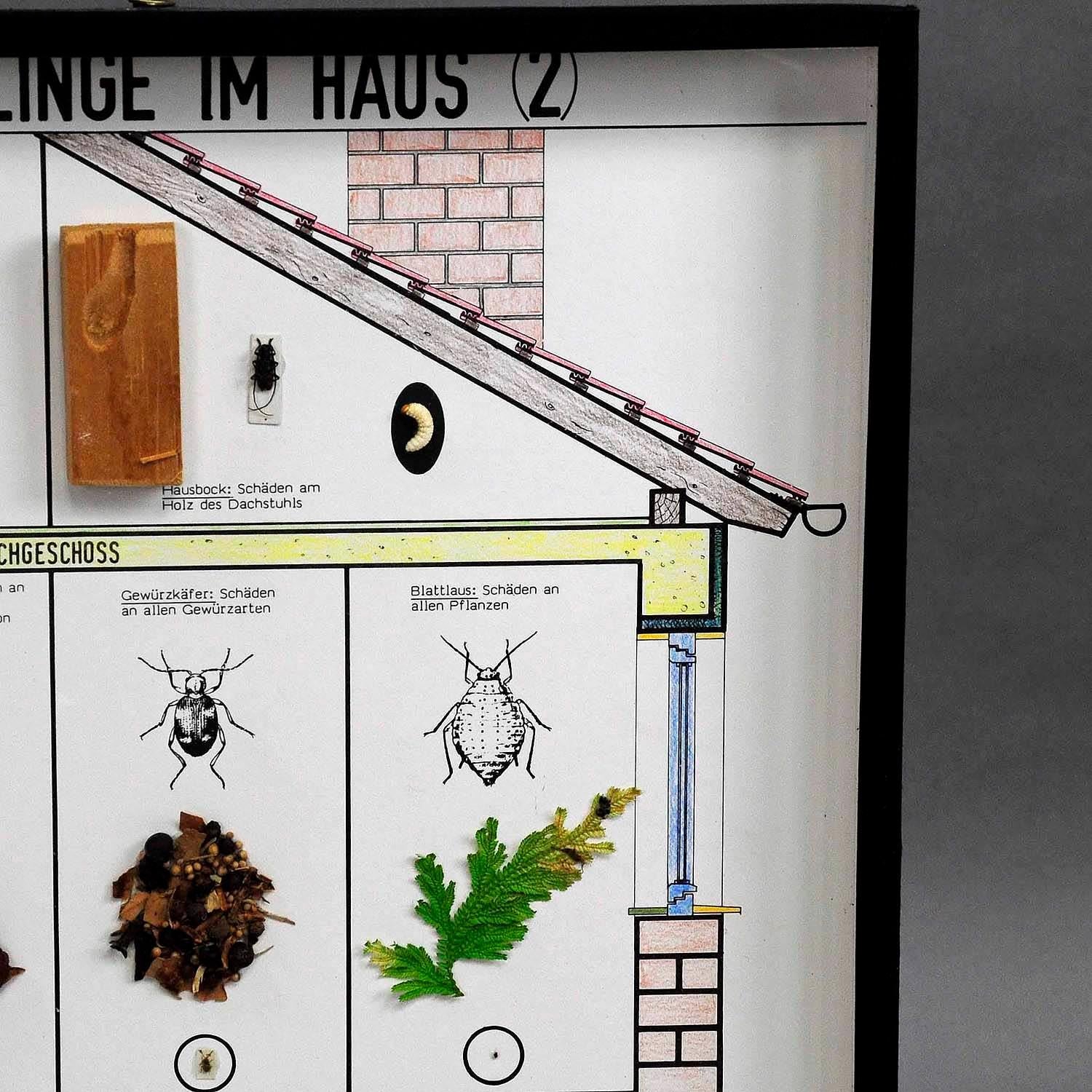 German Great Vintage School Teaching Display of Household pests For Sale