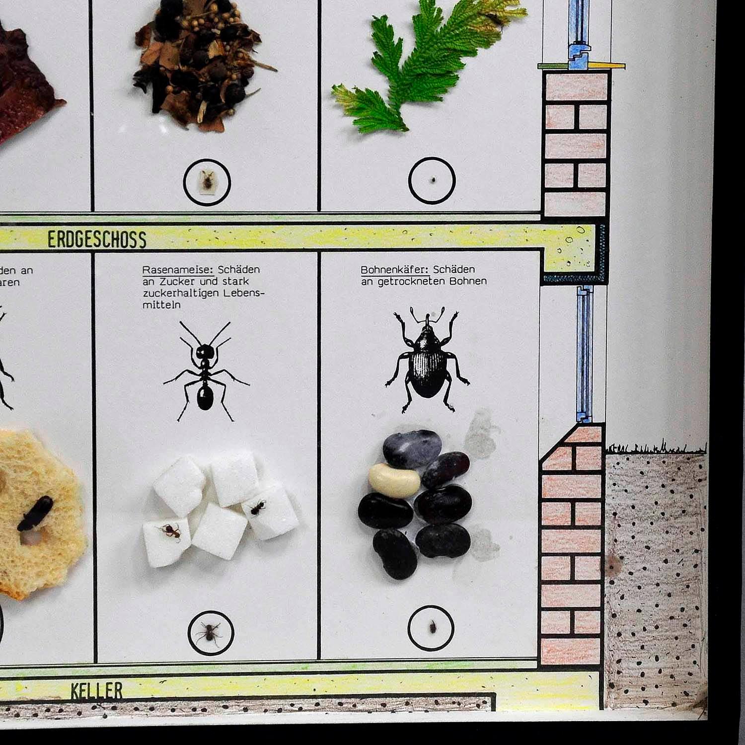 20th Century Great Vintage School Teaching Display of Household pests For Sale