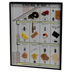 Grande esposizione didattica Vintage By sui parassiti della casa