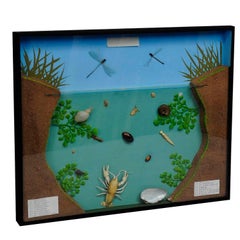 Great Vintage School Teaching Display of the Fresh Water Habitat