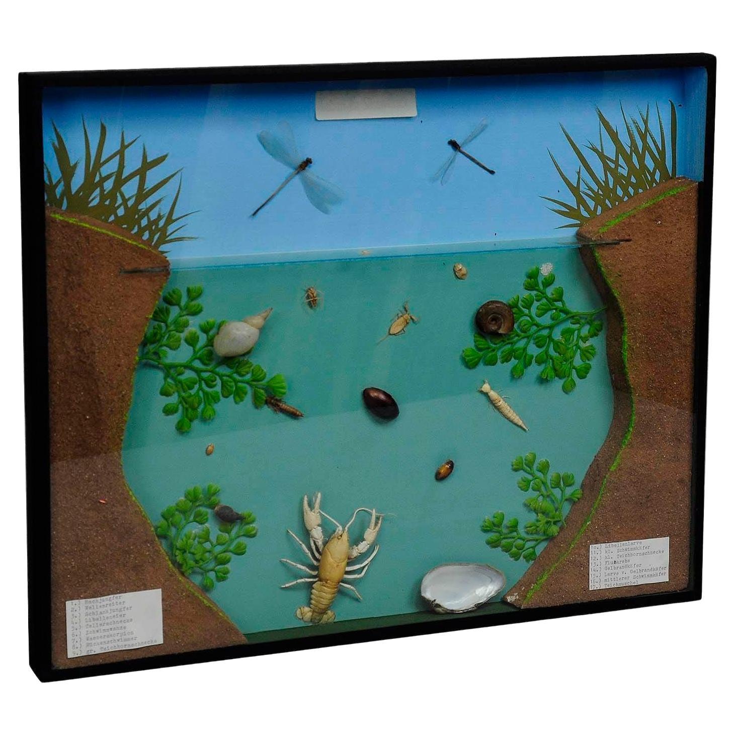 Great Vintage School Teaching Display of the Fresh Water Habitat (exposition sur l'habitat d'eau douce)