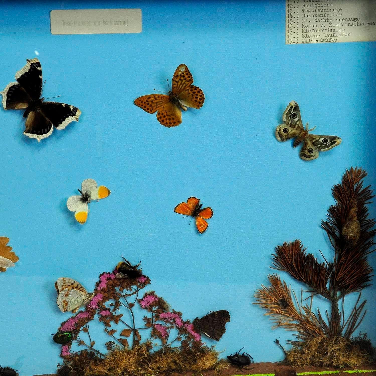Großartiges Display für den Schulunterricht über die Insekten des Waldrandes (Moderne der Mitte des Jahrhunderts) im Angebot