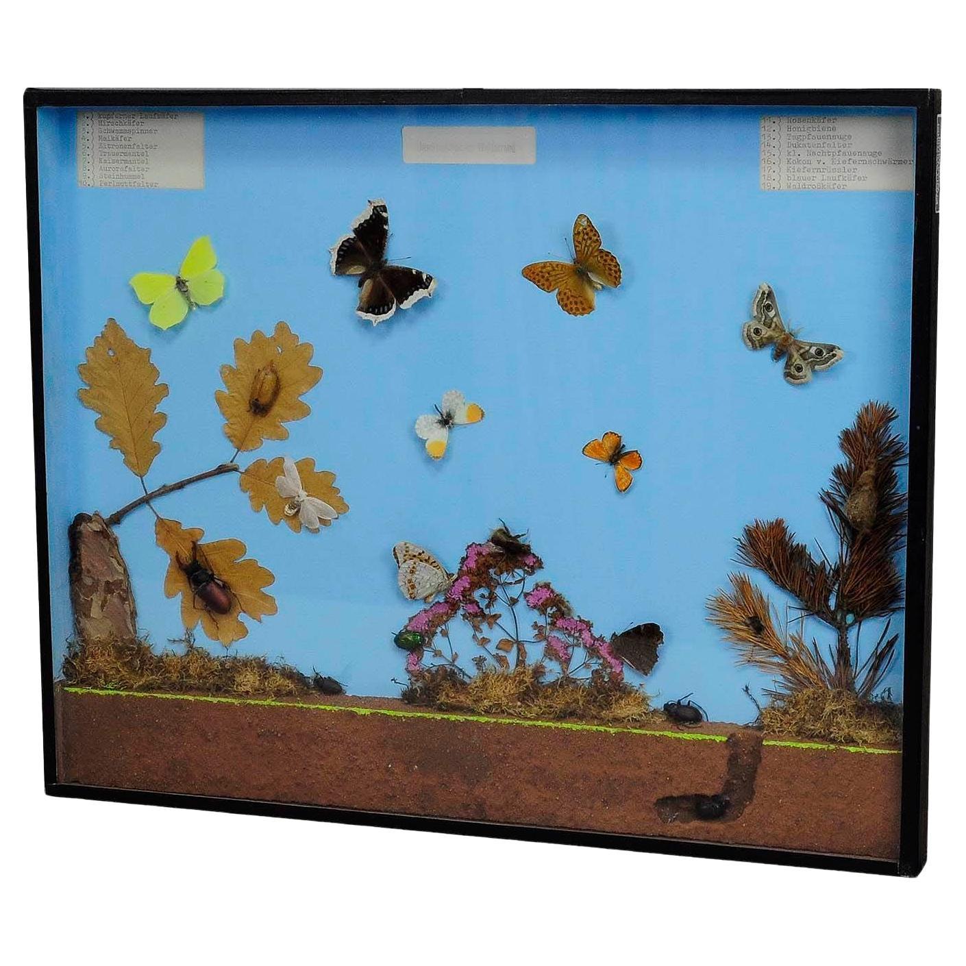 Great Vintage School Teaching Display of the Insects of the Forest Edge For Sale