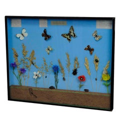 Great Vintage School Teaching Display of the Insects of the Grassland
