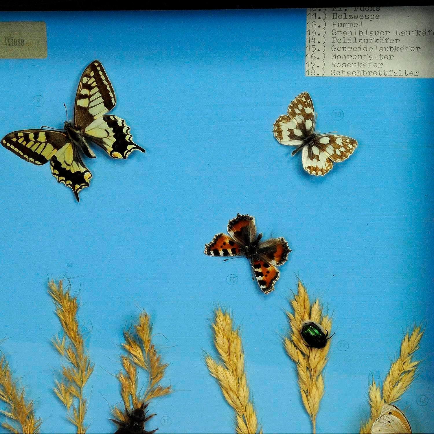 German Great Vintage School Teaching Display of the Insects of the Grassland For Sale