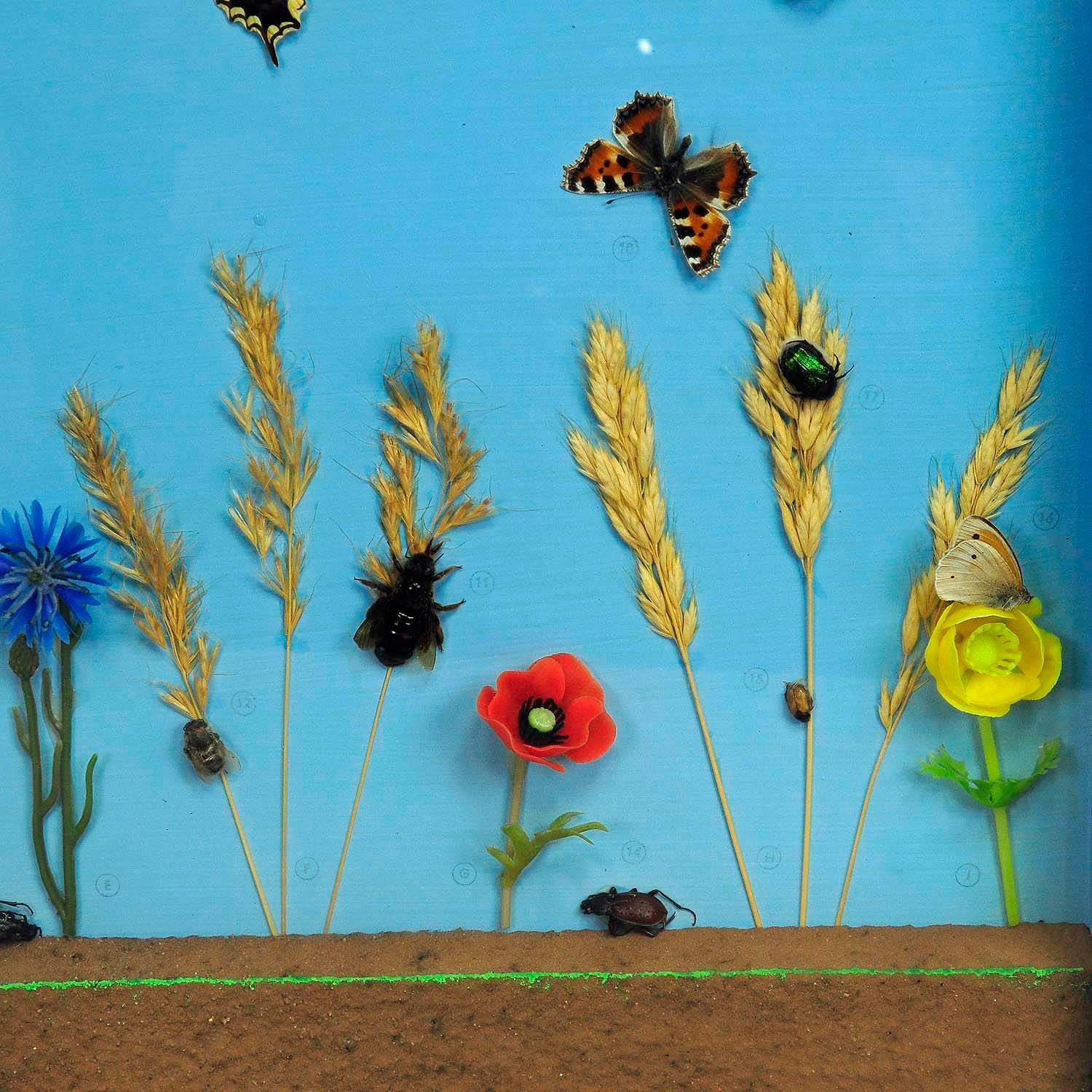 Great Vintage School Teaching Display of the Insects of the Grassland In Good Condition For Sale In Berghuelen, DE