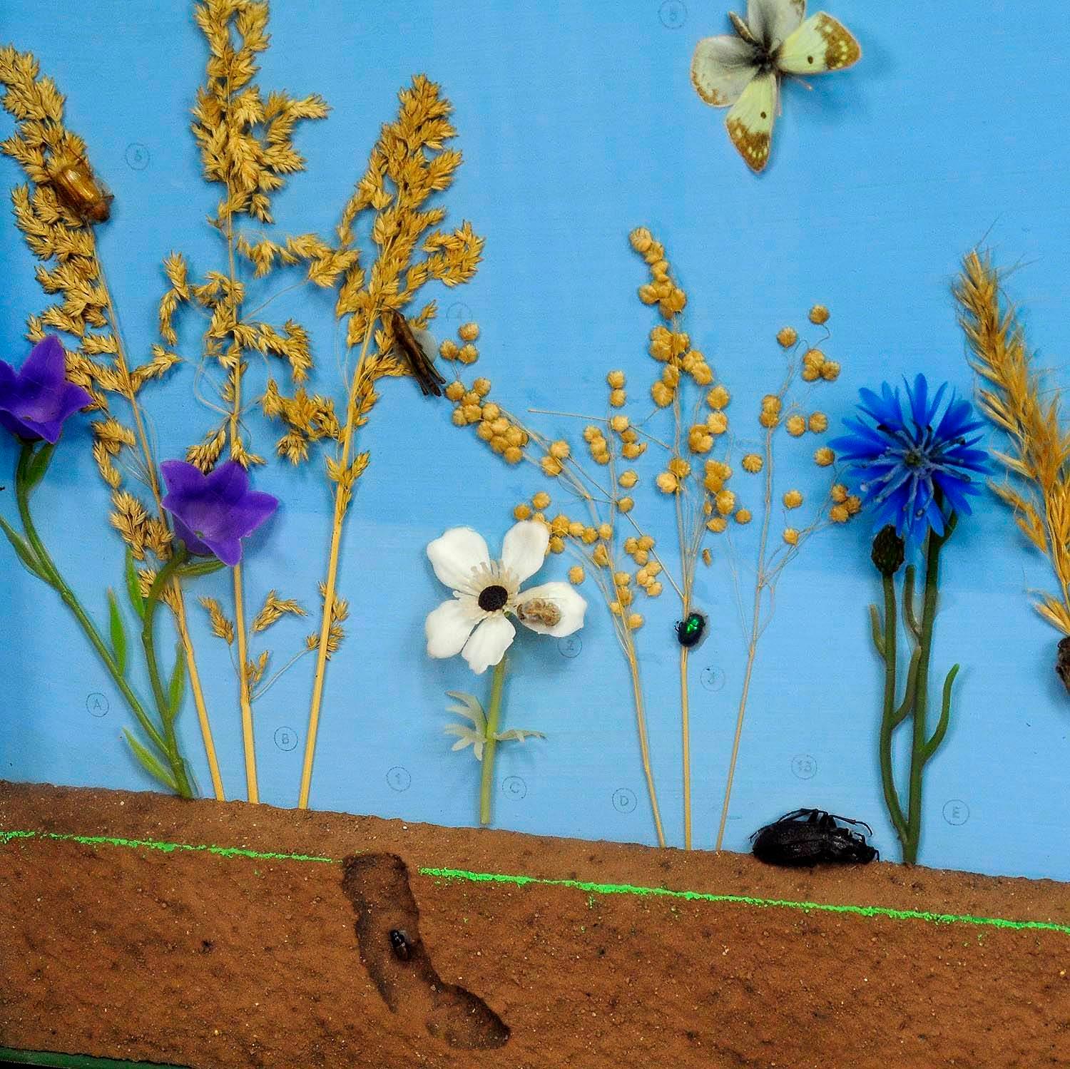 20th Century Great Vintage School Teaching Display of the Insects of the Grassland For Sale